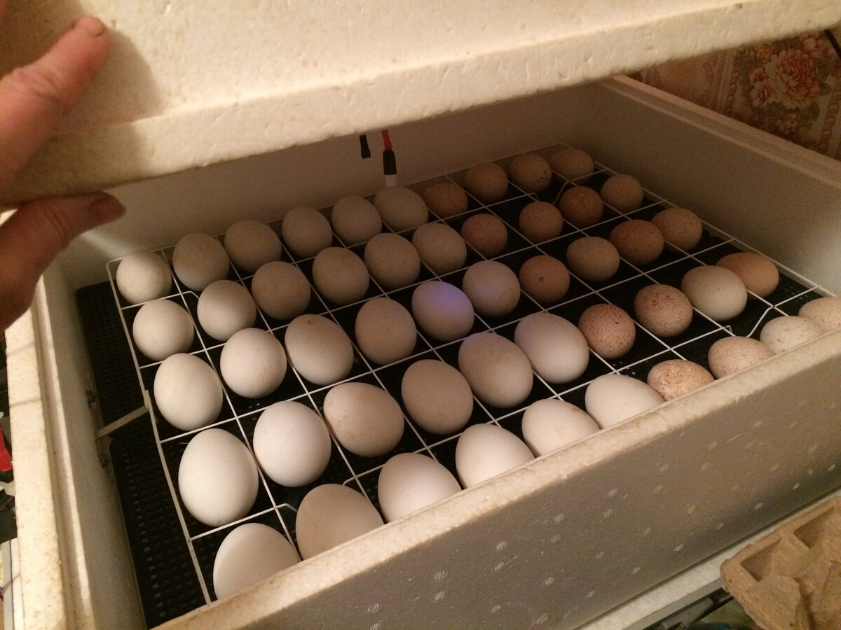 Чем обработать яйца перед закладкой в инкубатор. Инкубатор лоток 63 яйца для индейки. Лоток по яйцо индейки для инкубатора. Яйцо индейки в лотке инкубатора. Яйцо обработанное.