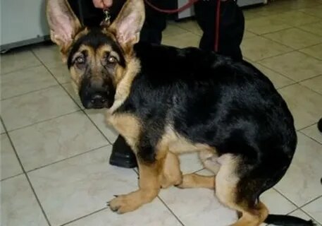 Поражение суставов у щенка немецкой (восточноевропейской) овчарки