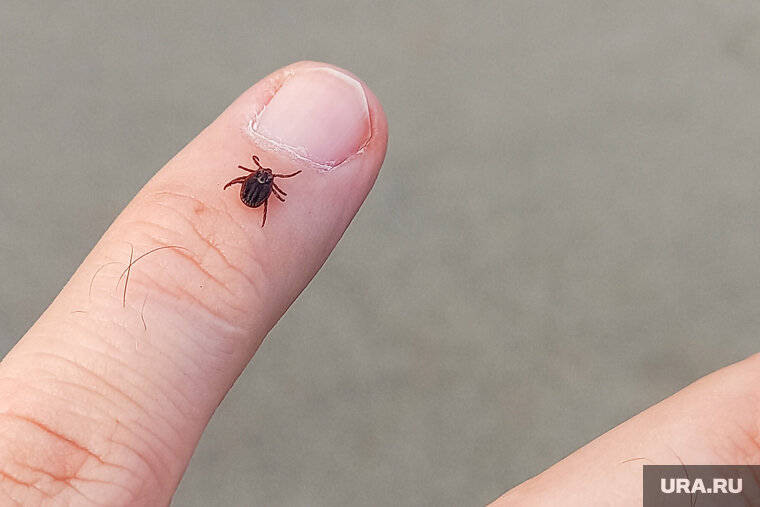    В апреле начинается сезонная активность клещей