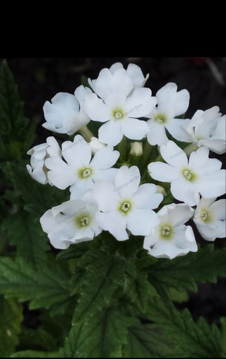 Белая вербена