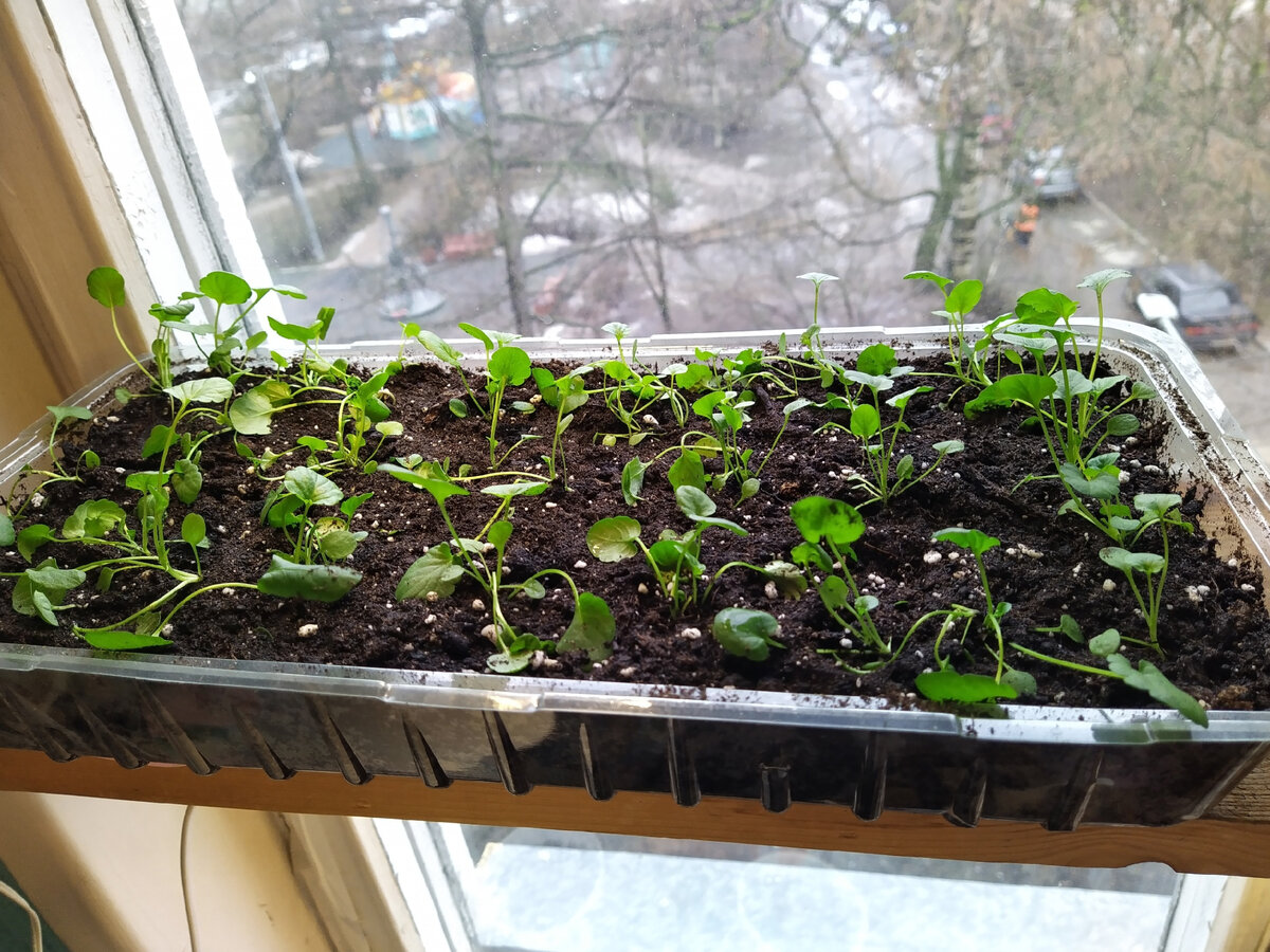 Рассаженные анютины глазки