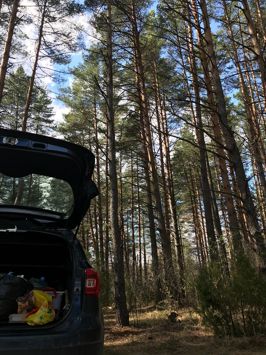 Завтрак в сосновном бору