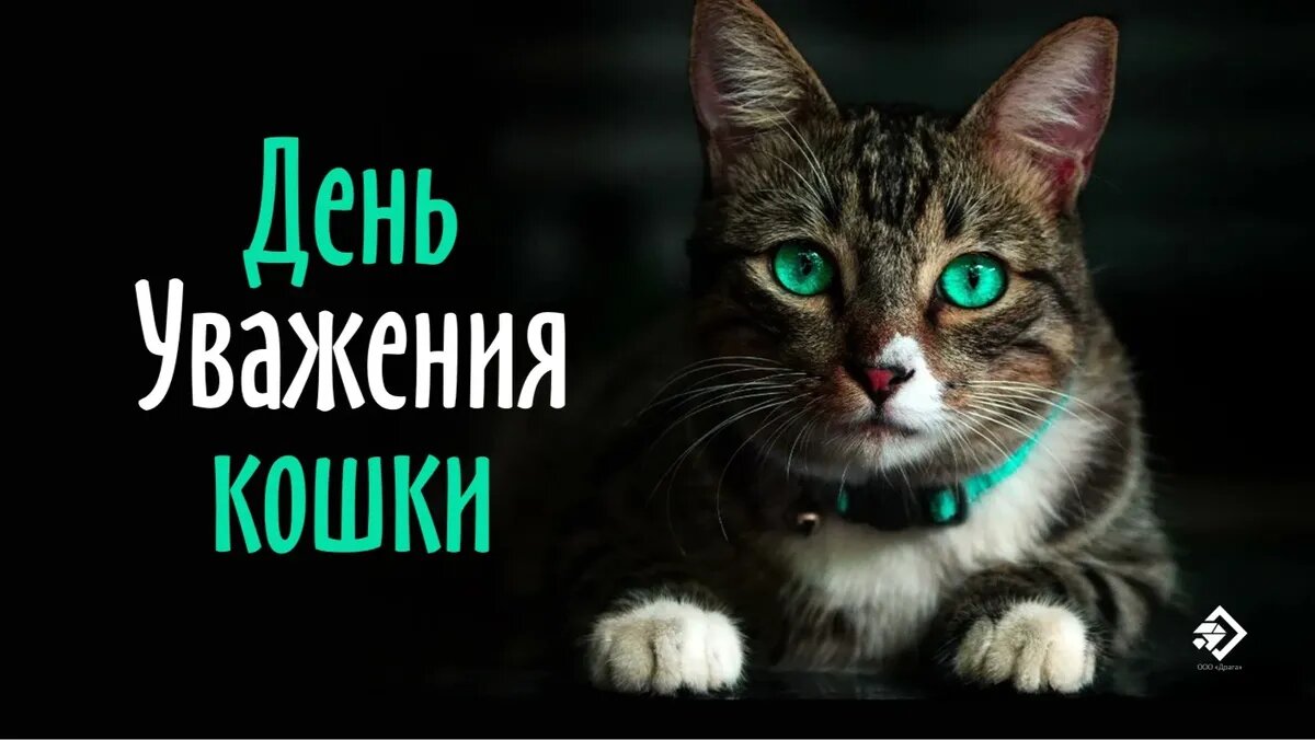 День уважения кошки. Иллюстрация: «Весь Искитим»