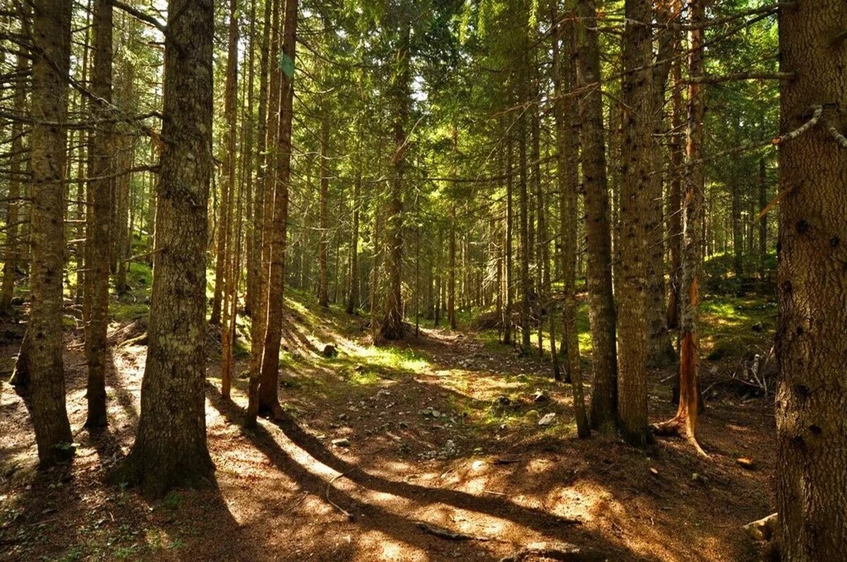 Сосновый лес Красноярск. Черноольховый лес. Лес со стороны. Еловый лес. Лес который со всех сторон