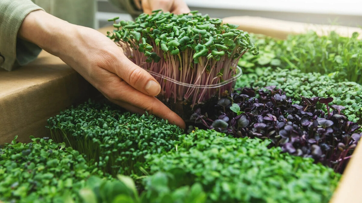 В чем выращивать микрозелень