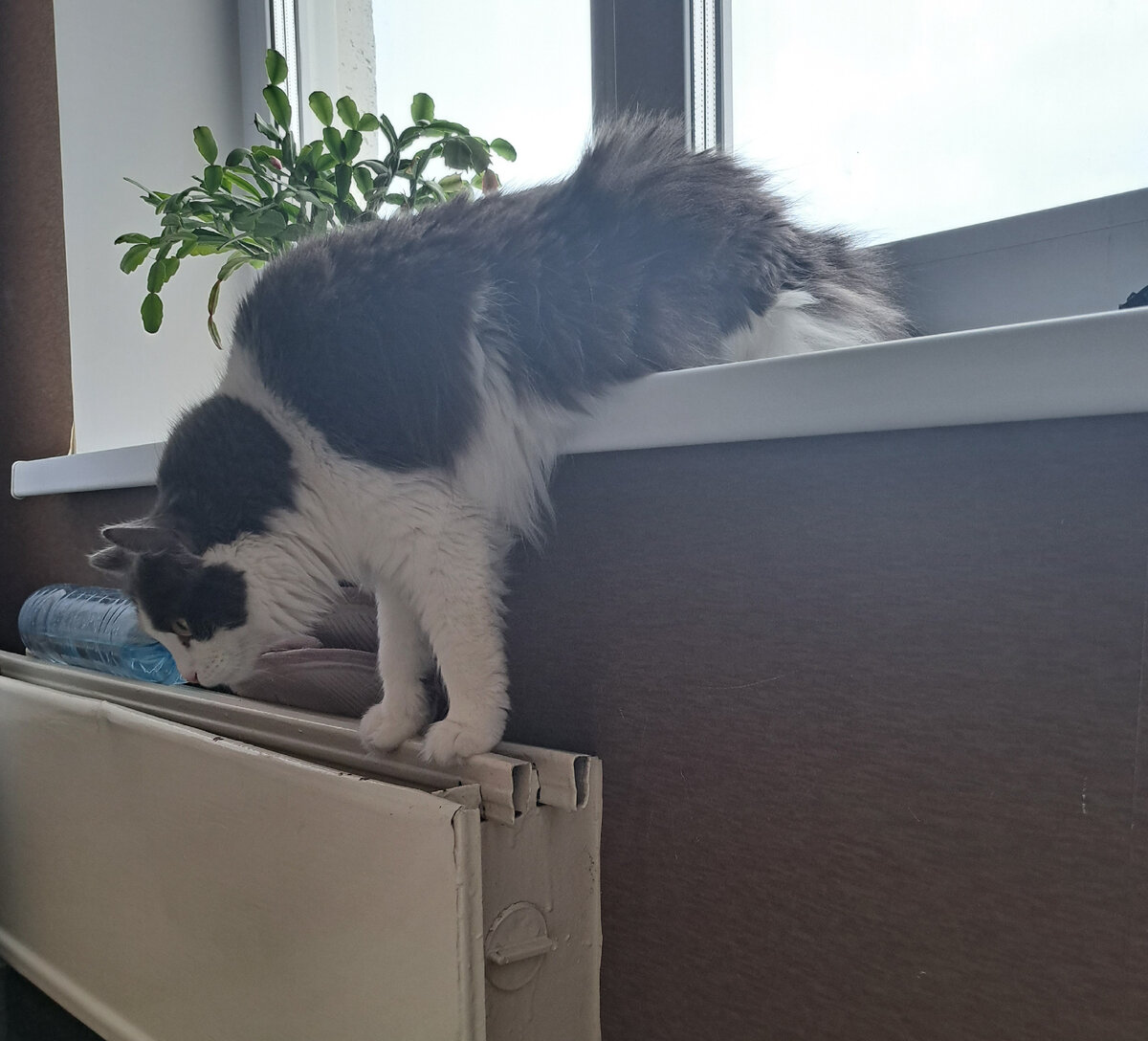 вот так у нас появилось новое развлечение