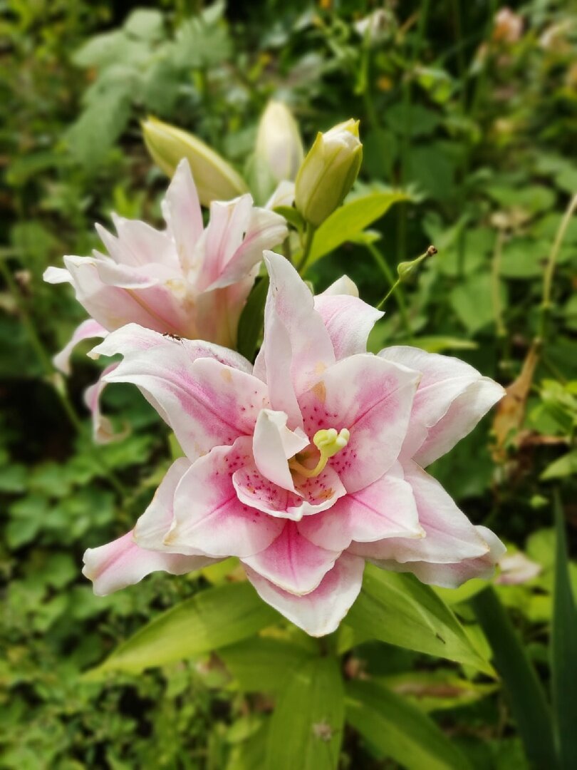 Штык лопаты: как я лилии в холодную землю сажала | Грабельки мои! | Дзен