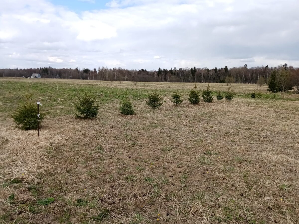 Дача своими руками