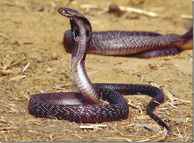 картинка из интернета