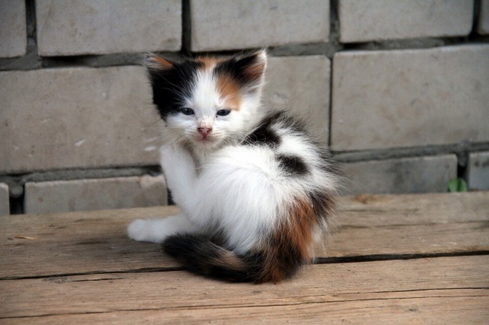     Водители, пренебрегающие скоростным режимом во дворах, создают опасность для людей и не только. Роман ИГНАТЬЕВ