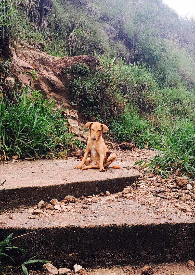 Собака в позе собака лапами вверх) Малый Пик Адама