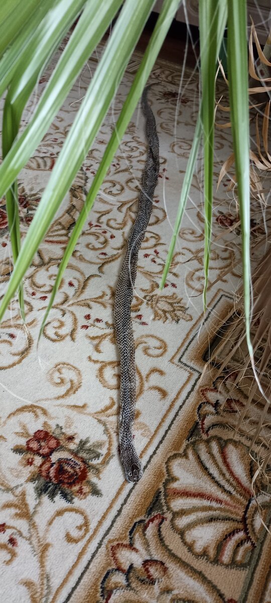 Выползок змеи. 