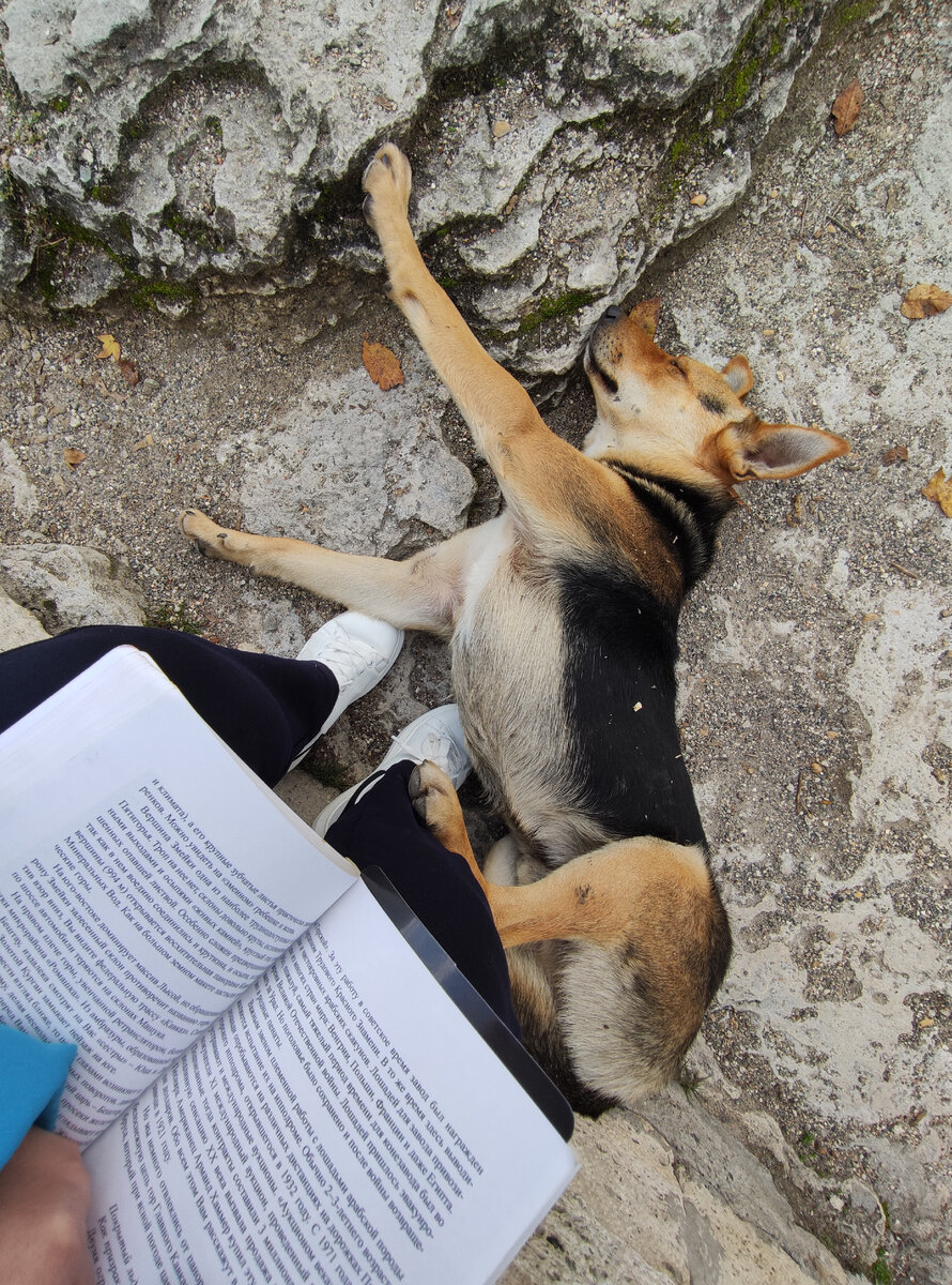 Обычно с уличными собаками у меня идиллия (фото автора)