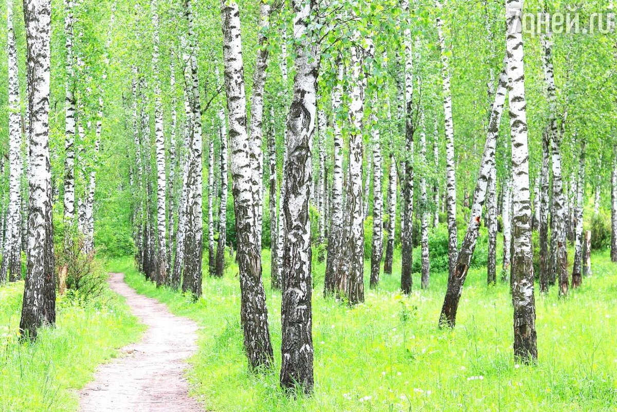 россия берёзки озеро. берёзовая роща красноуфимск. видим березы. шуваловский парк берёзовый мостик. видим березы.