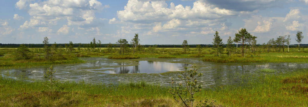 Пыханское болото