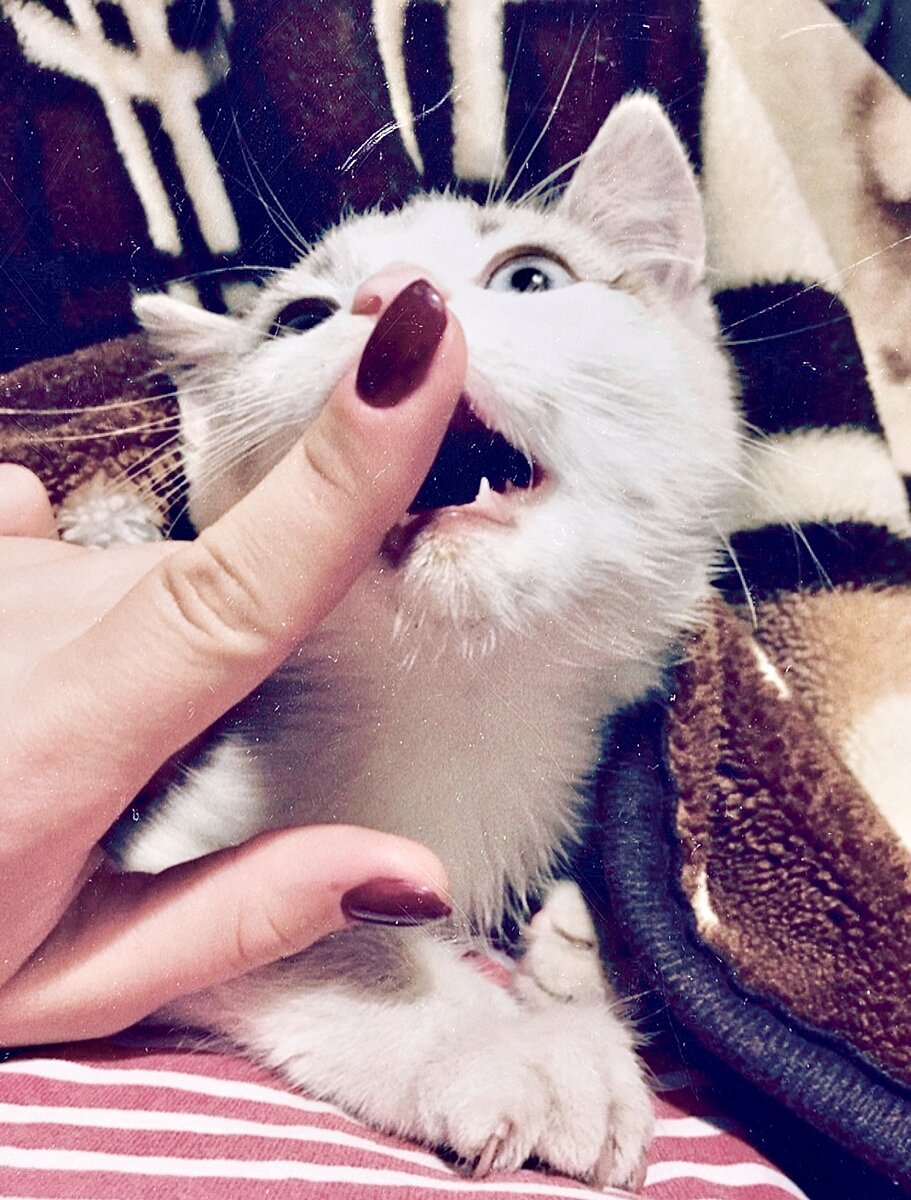 Фото автора. Мой кот Зефир💜