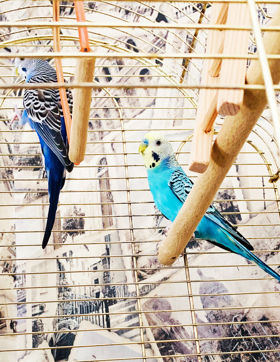 Фото из личного архива: наши попугайчики