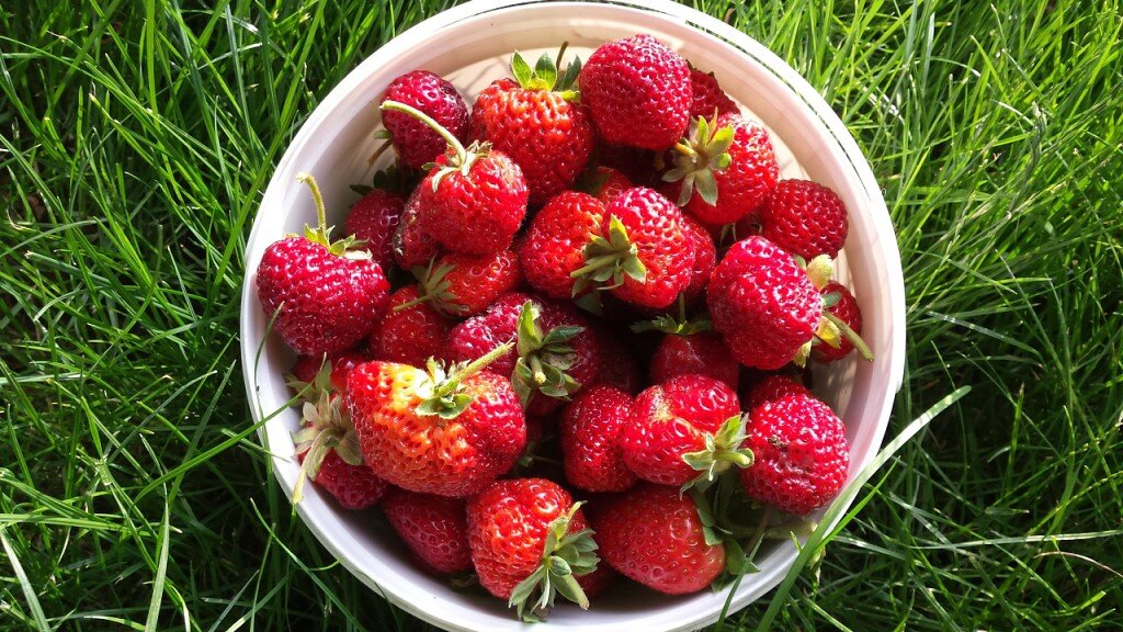 Самая сладкая земляника. Сорт Мице Шиндлер | Земляничная поляна🍓 ...