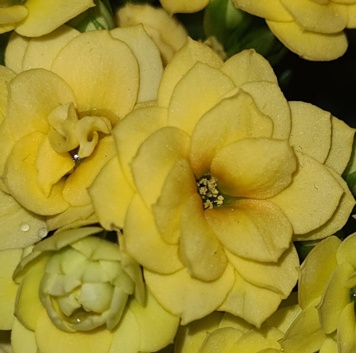 Цветение каланхоэ