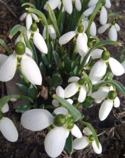 Нектар подснежников уже собран. 