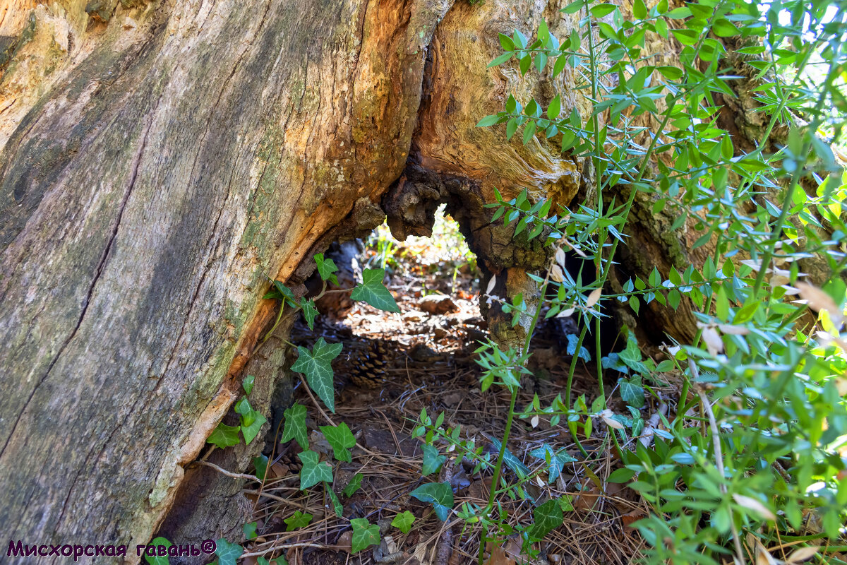 краснокнижная иглица понтийская