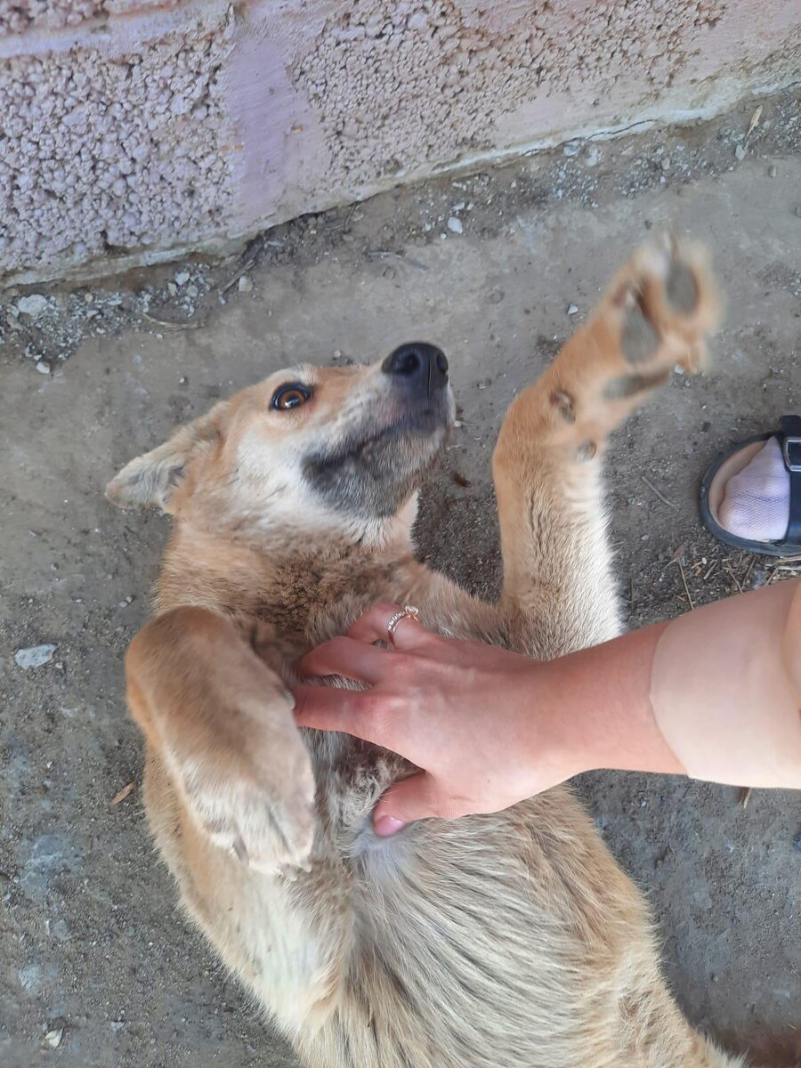 собака спасла девушку от инсульта. хозяйка грозит собаке. собака наклонила голову. приют верный друг астрахань. записки ветеринара.