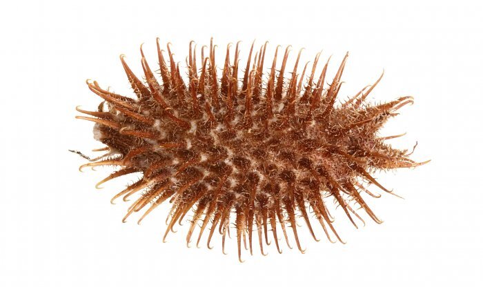    Высушенный плод Xanthium strumarium
