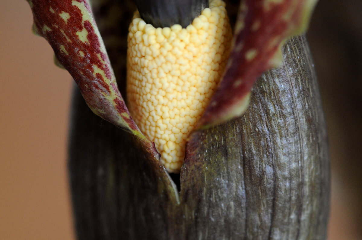Sauromatum venosum