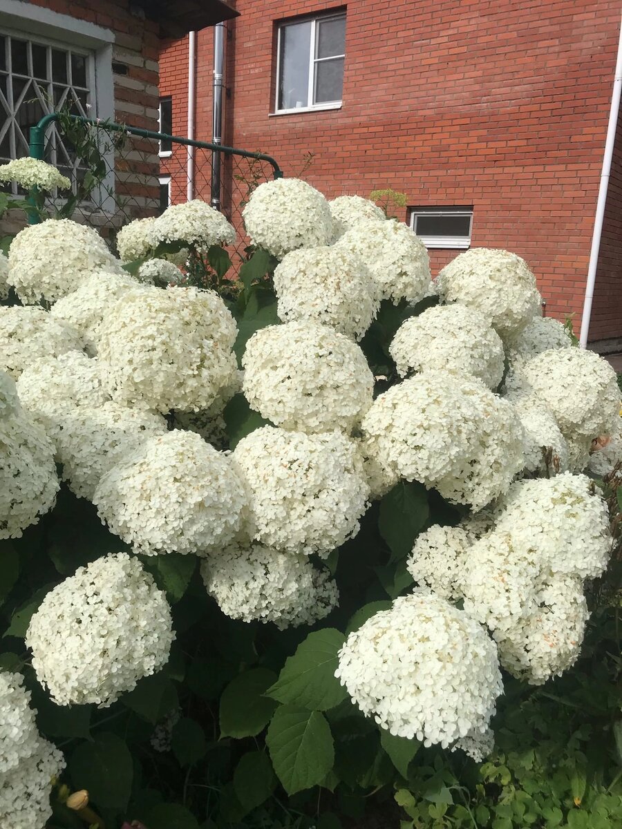 Прекрасная Стронг Аннабель в моем саду.