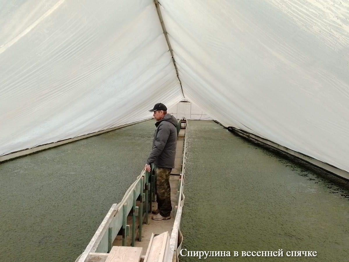 Микроводоросль в бассейнах выглядит как молоко, только не белого цвета, а тёмно-зелёного