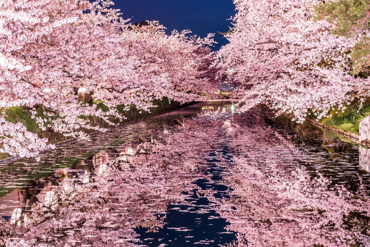 японская вишня сакура фото