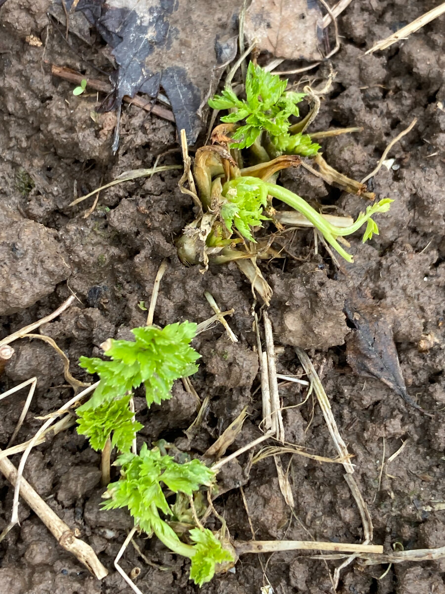 Петрушка листовая, второгодница. Фото автора 