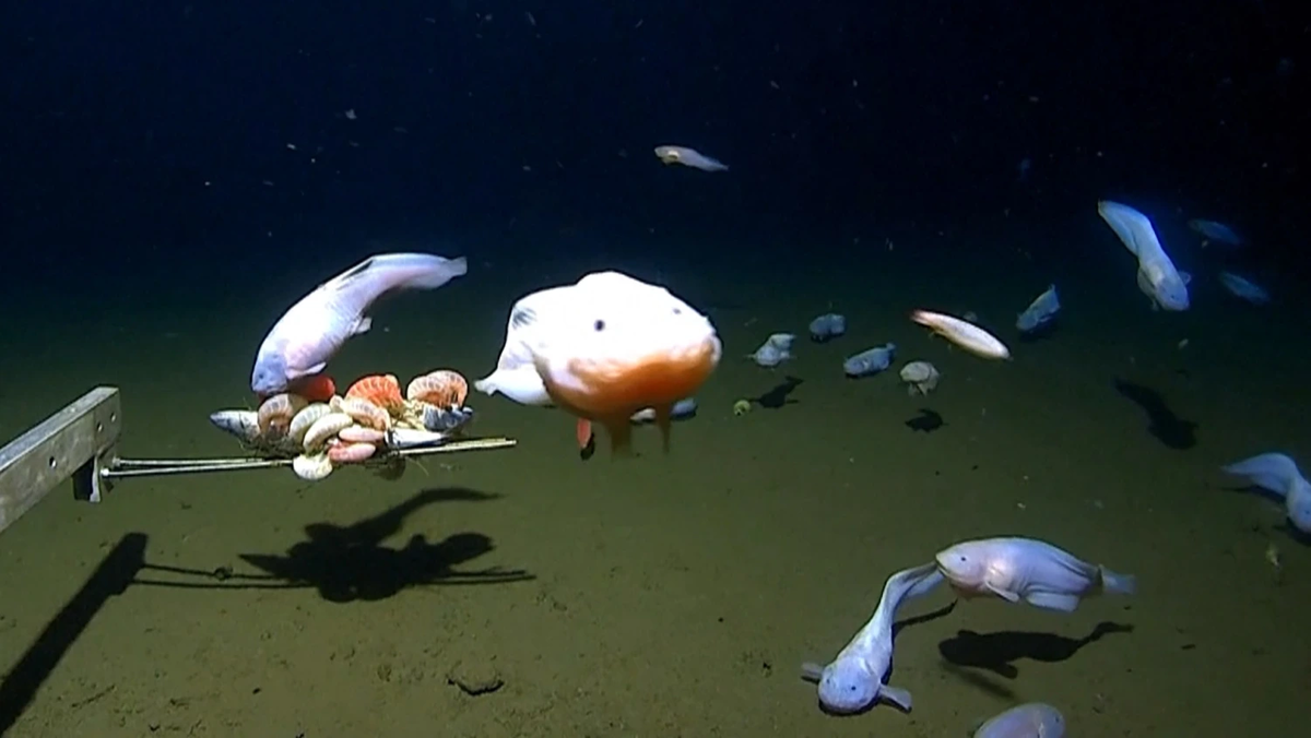    Помимо съемки, ученые поймали рыбу на рекордной глубине! На фото несколько рыб-улиток, которые были подняты с глубины 8022 метровMINDEROO-UWA DEEP SEA RESEARCH CENTRE