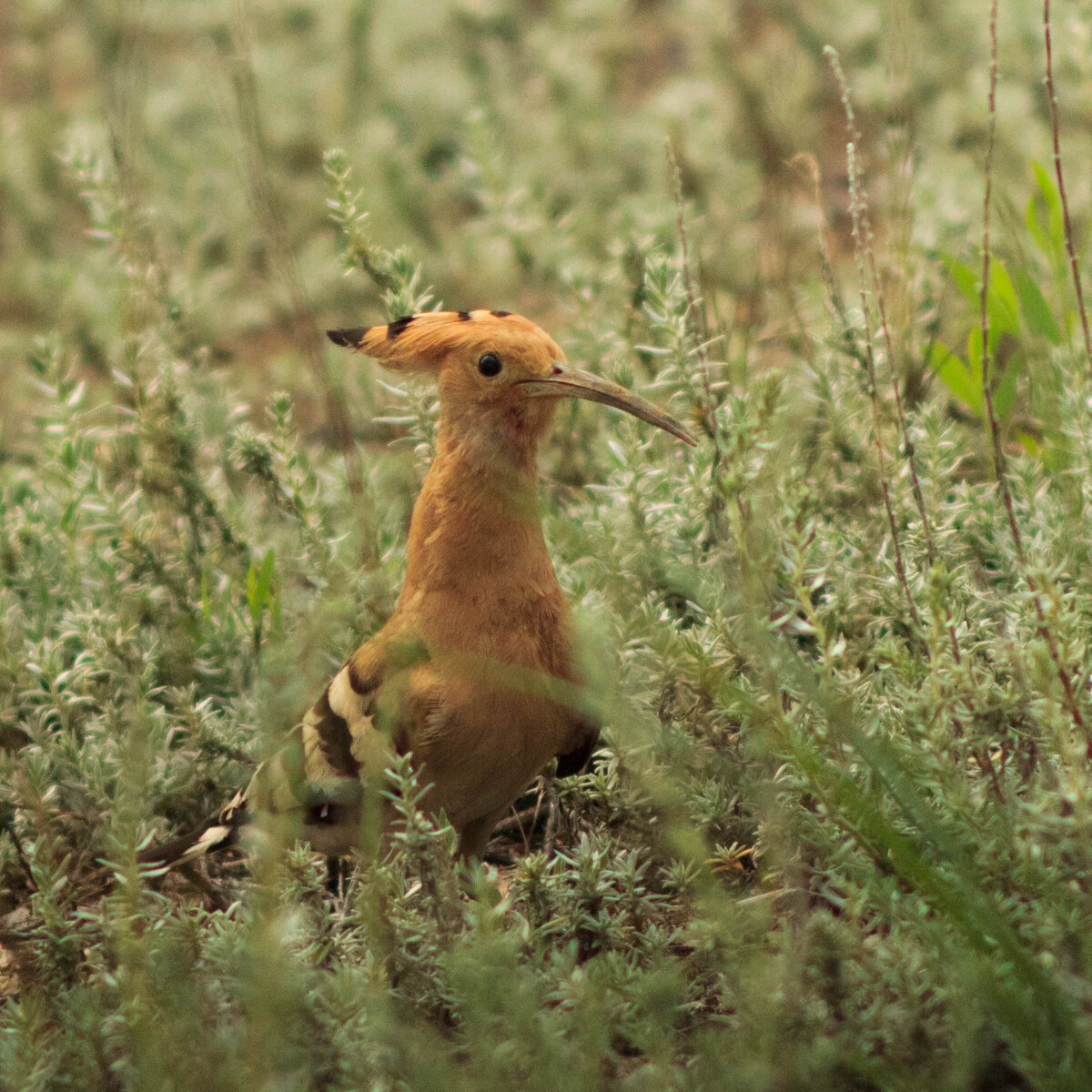 Гуляет носатый красавчик. Фото автора