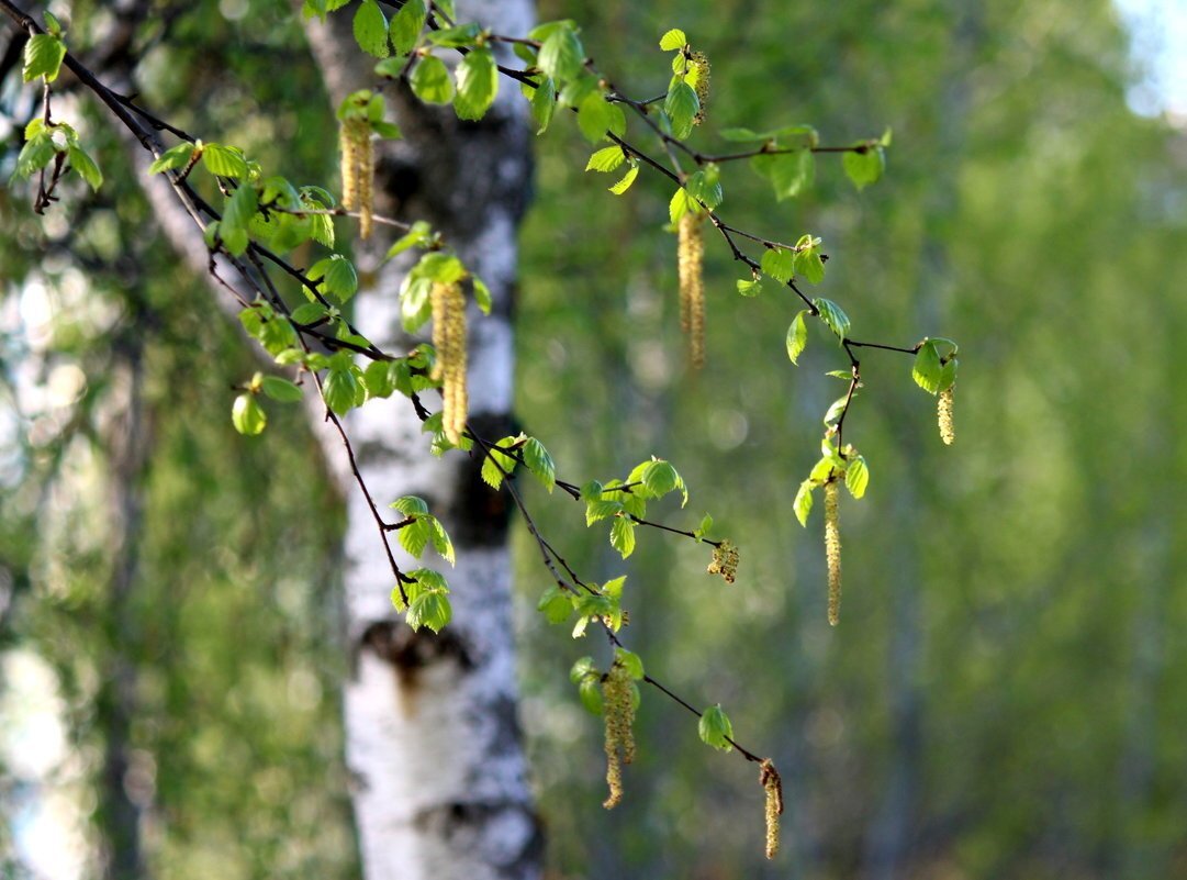 Береза - настоящий кладезь пользы! Изображение из открытых источников