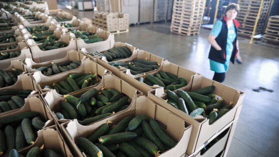    В России подорожали огурцы и подешевел репчатый лук Ксения Пудовкина