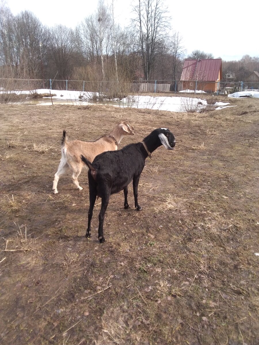 Козье молоко с примесью крови – причины и что делать 🐐🩸 | Про животных фильмы и советы | Дзен