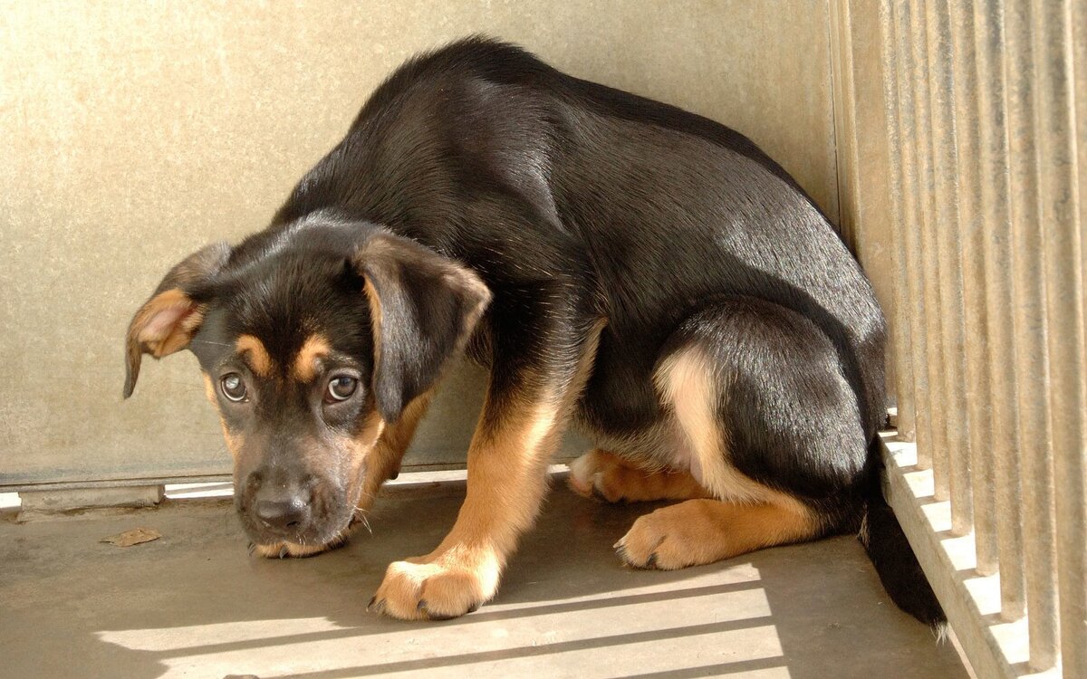 источник фото: https://klkfavorit.ru/wp-content/uploads/6/2/1/621781813cb9ed36748893a212d7b2f5.jpeg