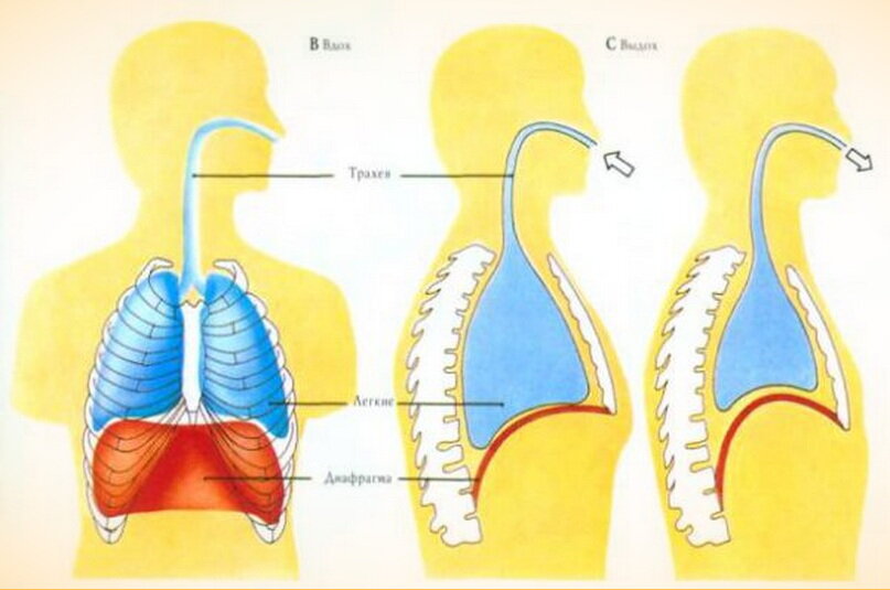 Дыхание диафрагмой схема