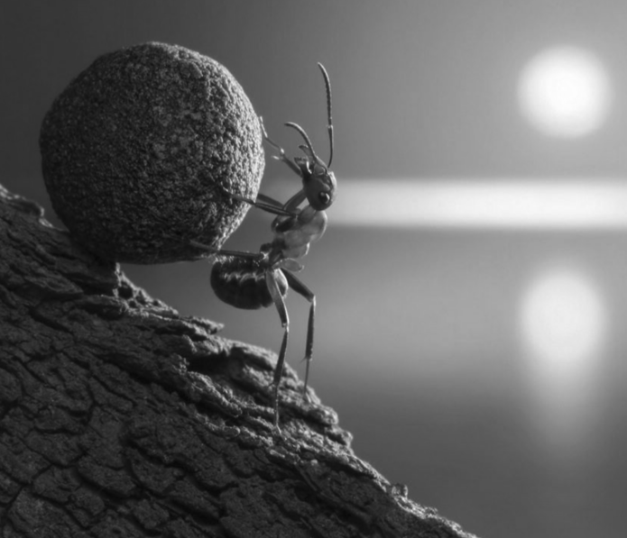 Лечение муравьями