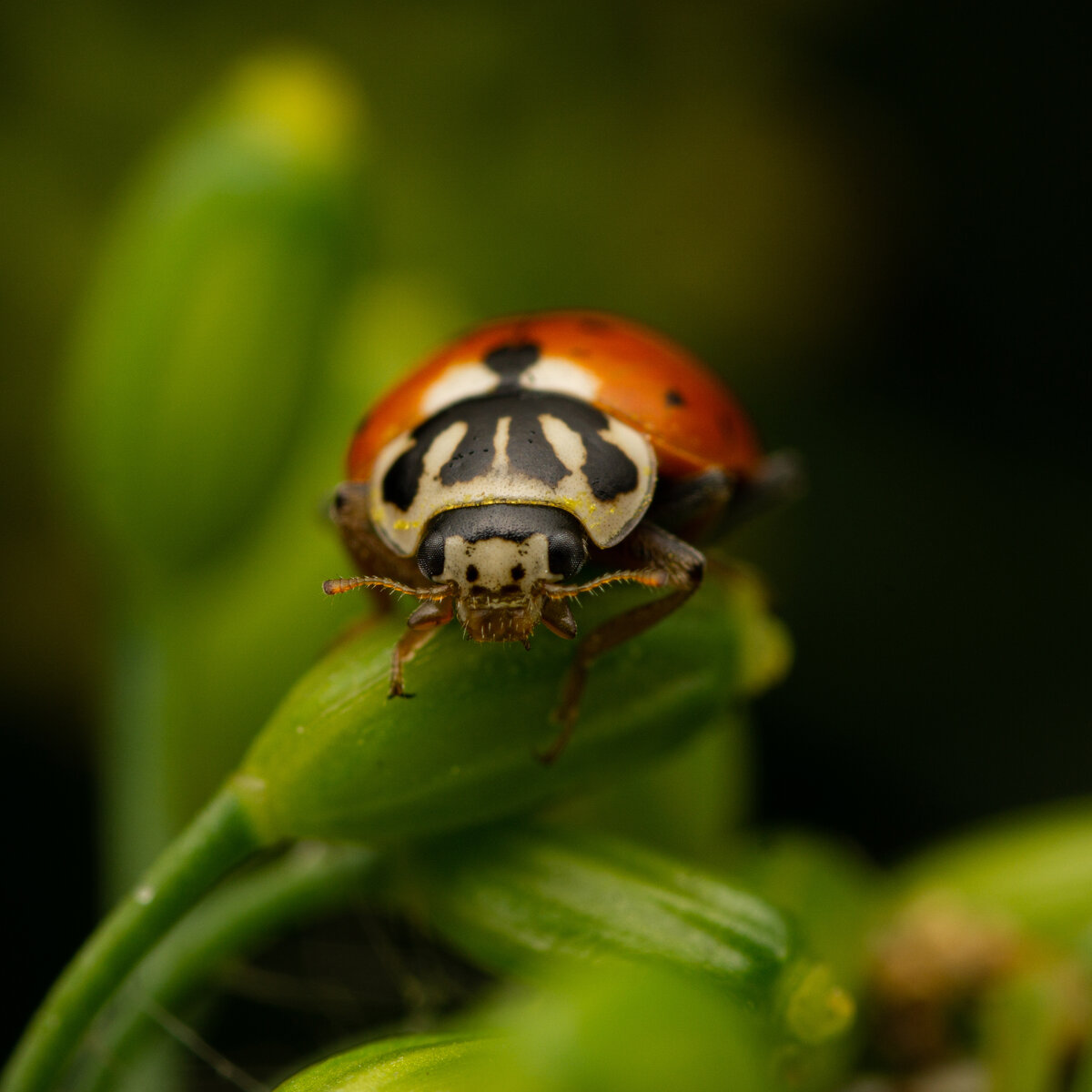 Все названия божьих коровок максимально неинтересные, так что нет смысла подписывать каждую фотку, можете их просто называть по цвету, например Красная божья коровка