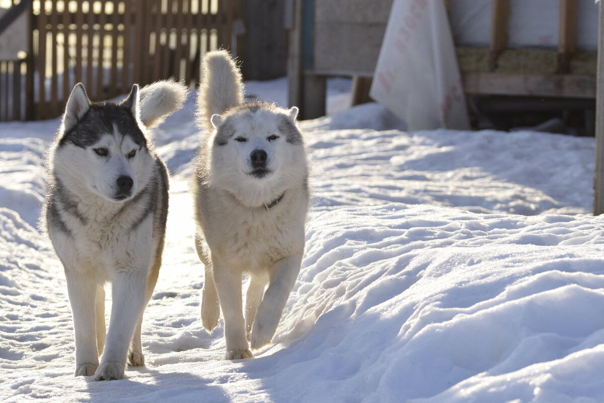 Жизнь с хаски ютуб. Жизнь с 10 хаски ласка. Husky 10.000 Одноразка. SMT 10 Husky. Одноразка хаски на 10 000 тяг.