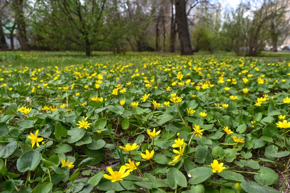     В области весеннее тепло ненадолго прервут заморозки. Геннадий БИСЕНОВ