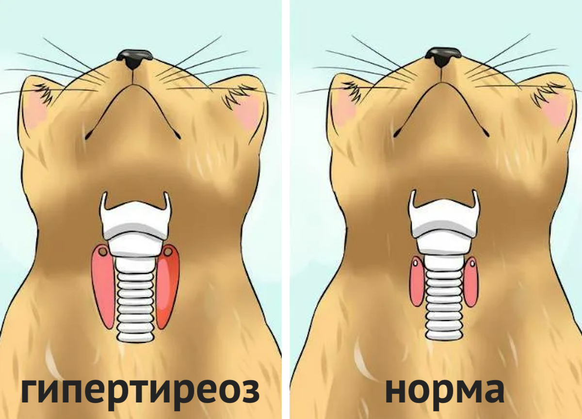 Гортань кошки. Щитовидная железа у кошек анатомия.