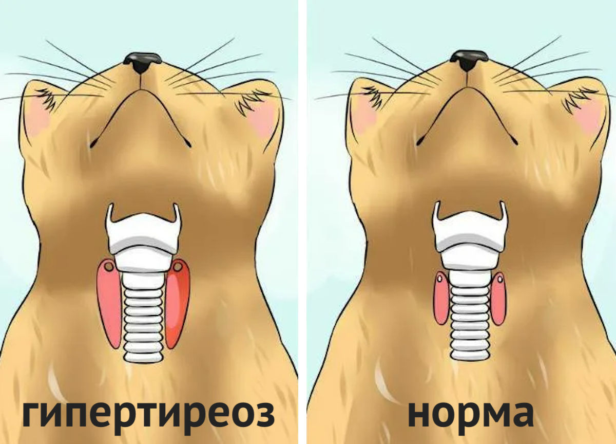 Чего мы не знаем, или думаем, что знаем, но ошибаемся, о ГИПЕРТИРЕОЗЕ у  кошек | Мой обожаемый кот | Дзен