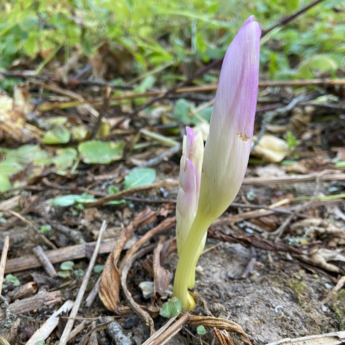 Colchicum woronowii