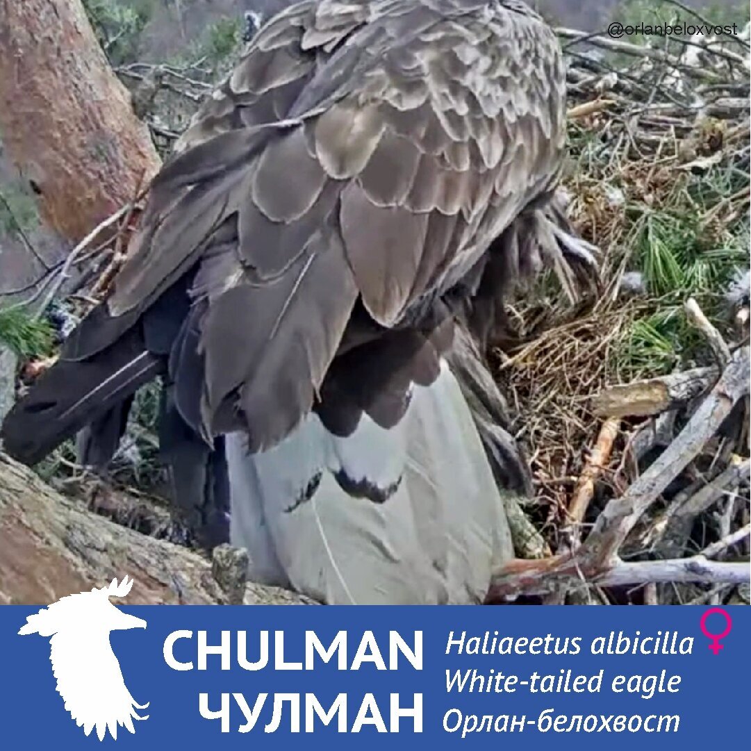 Добавьте описание