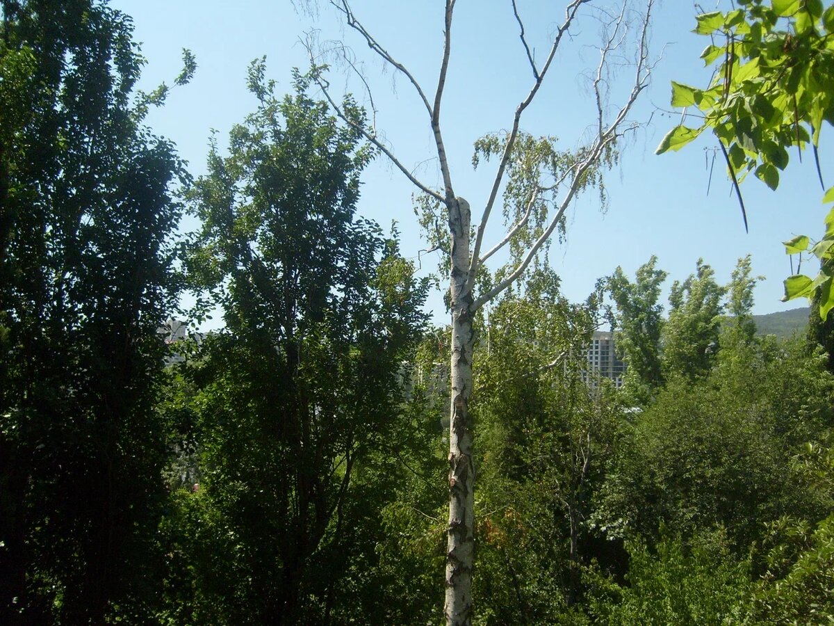 Одна из чеховских березок. Кажется, их должно быть три.