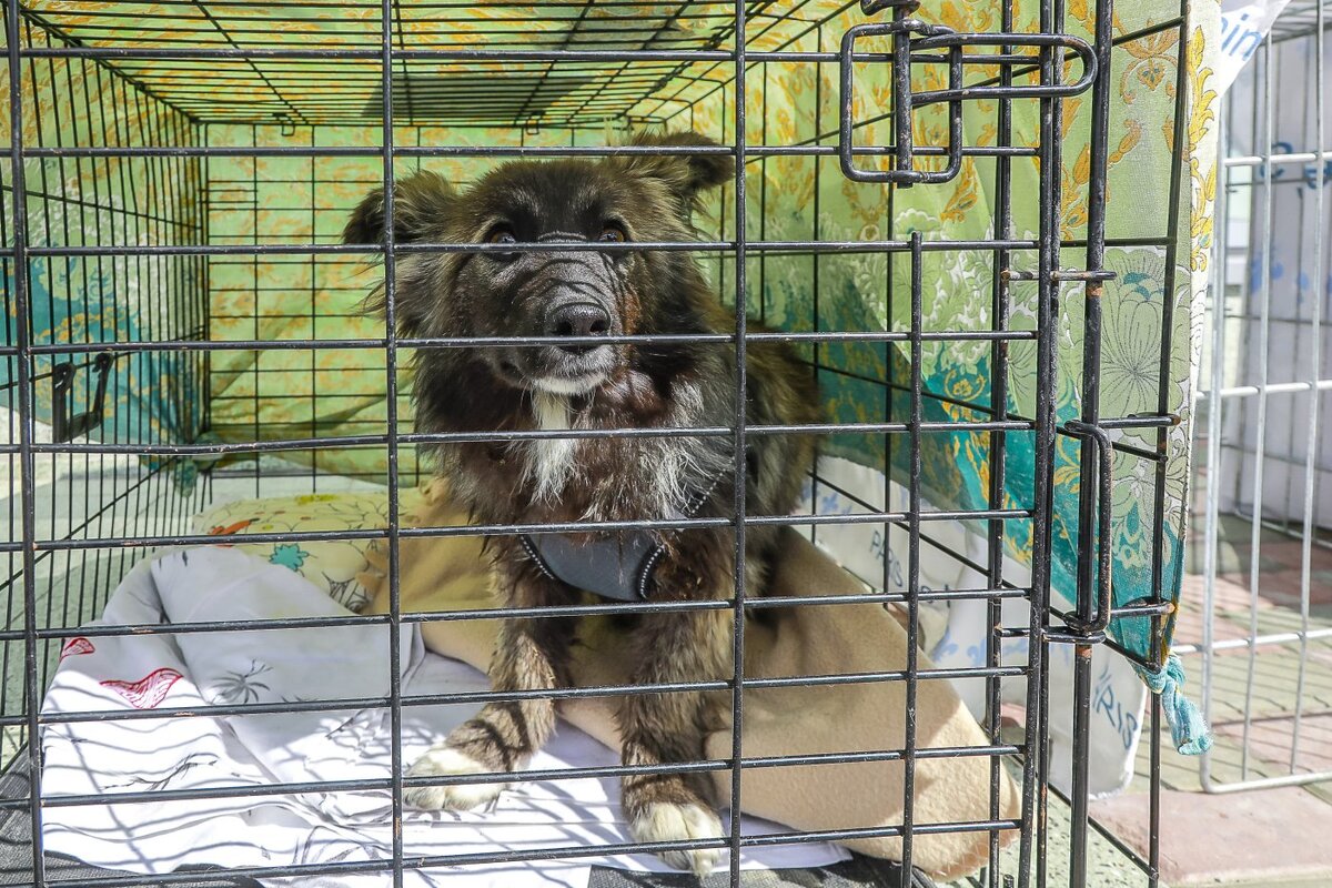    Югорчане смогут инспектировать приюты для животных