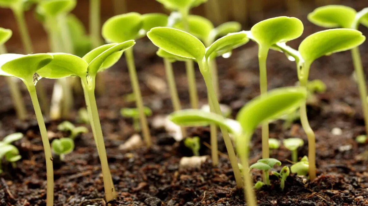 Майские посадки являются самыми важными. Фото: pxhere.com